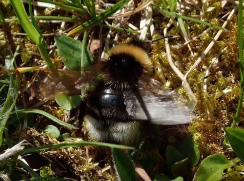 Bombus sp.